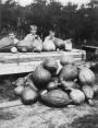 Robinson Children with Pumpkins or Gourds